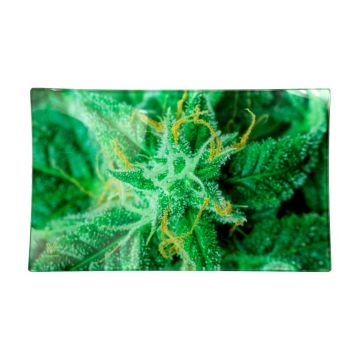 V Syndicate Glass Rolling Tray 420 | Large