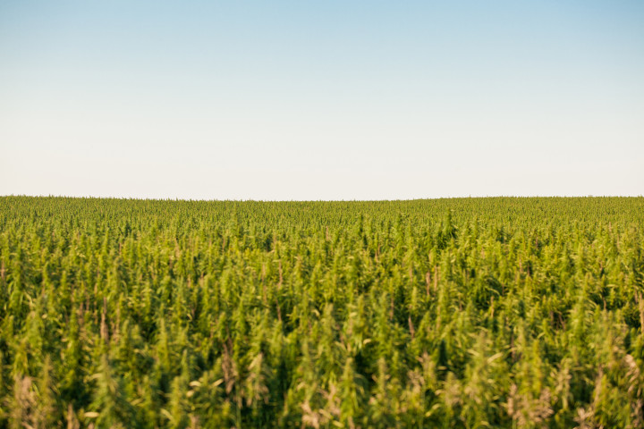 Enormous Marijuana Field Seized In Spain