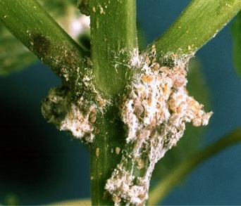 Fixing a mealybug problem