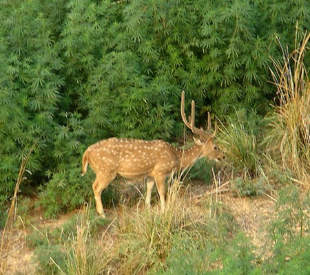 Signs of a deer problem