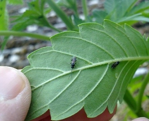 How do you detect fungus gnats on your marijuana plants