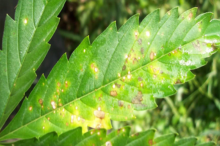 Yellow Leaf Spot And Your Marijuana Plants